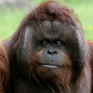 Kevin_13197433_von_Elke_Becker_13_06_2008_fc