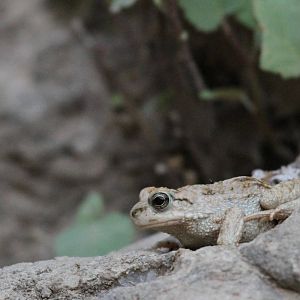 Bufo Luristanicus  (Lorestanian Toad)