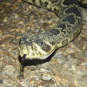 Eastern Diamondback Rattlesnake at Blackpool Zoo 03/08/12