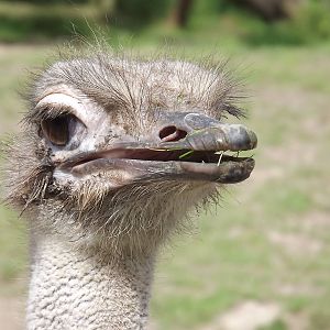 Ostrich at Blackpool Zoo 03/08/12