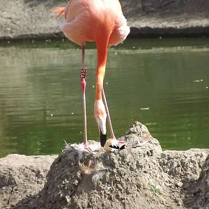Caribbean Flamingo at Blackpool Zoo 03/08/12