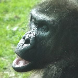 Western Lowland Gorilla at Blackpool Zoo 03/08/12