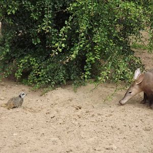 Aardvark and Meerkat at Blackpool Zoo 03/08/12