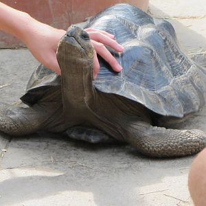 Touching a Tortoise