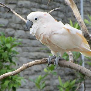 Salmon-crested Cockatoo