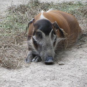 Red River Hog