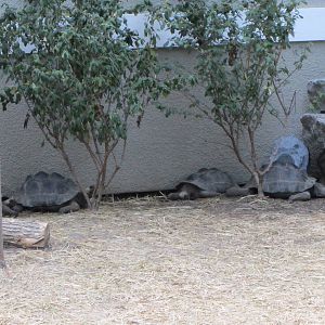 Tortoise Line-Up