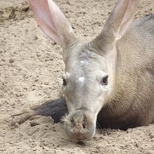 Aardvark at Blackpool Zoo 03/08/12