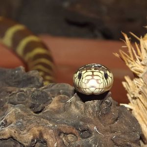 California Kingsnake at Blackpool Zoo 03/08/12