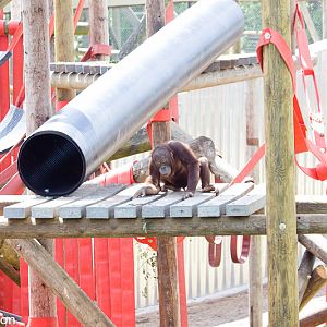 Split orangutan enclosure - enclosure 1 (first one you come to)