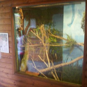 Taiwan beauty snake enclosure