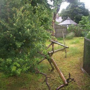 Binturong outdoor enclosure