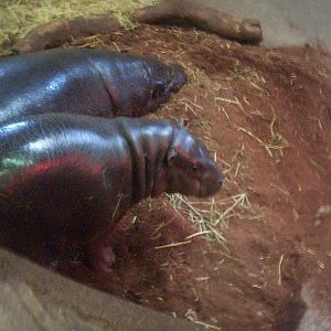 Pygmy hippo calf