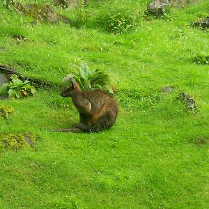 Swamp wallaby