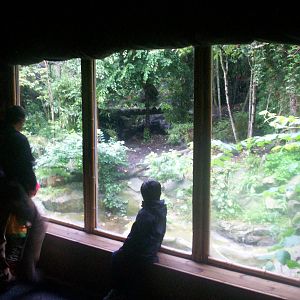 Sumatran tiger enclosure