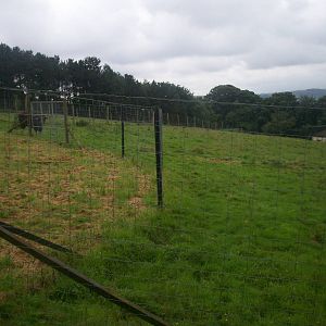 Banteng enclosure