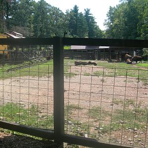 bison exhibit