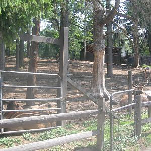 Elk exhibit