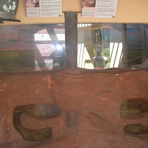 Black Footed Ferret/Burrowing owl Exhibit