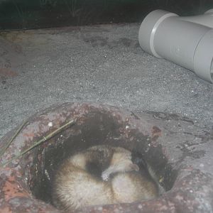 Black footed Ferret sleeping