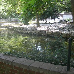 Waterfowl Mute Swan/Muscovy Exhibit