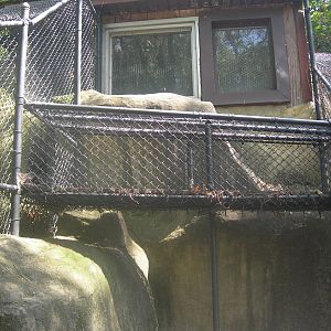 jaguar cage trail