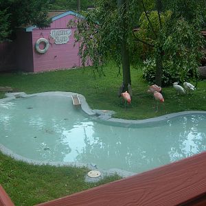 Chilean Flamingo/Coscoroba swan Exhibit
