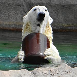 Willy the Polar Bear at the Milwaukee County Zoo