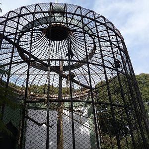 red faced spider monkey  exhibit Buenos Aires Zoo