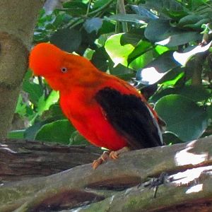 Andean Cock-of-the-Rock, Parker Aviary