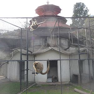 howler monkey exhibit buenos aires zoo