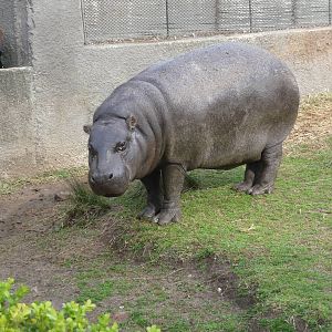 PYGMY HIPPOPOTAMUS ZOO DE BUENOS AIRES