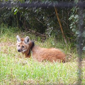 MANED WOLF ZOO DE BUENOS AIRES