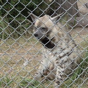 STRIPED HYENA ZOO DE BUENOS AIRES