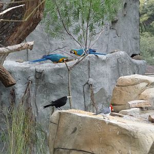 BIRDS IN FREE FLIGHT AVIARY ZOO DE BUENOS AIRES