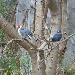BIRDS IN FREE FLIGHT AVIARY ZOO DE BUENOS AIRES
