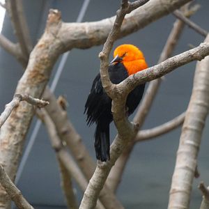 scarlet headed blackbird IN FREE FLIGHT AVIARY ZOO DE BUENOS AIRES