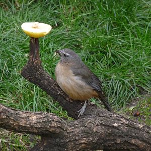 BIRD IN FREE FLIGHT AVIARY ZOO DE BUENOS AIRES