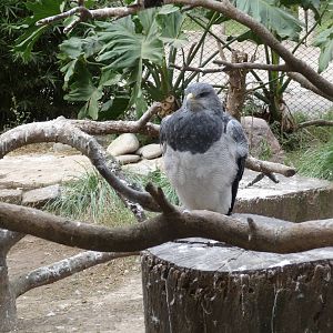 chilean blue eagle BUENOS AIRES ZOO