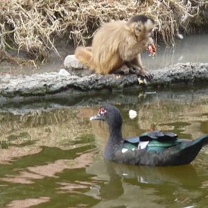 BROWN CAPUCHIN MONKEY AND MUSCOVY DUCK  BUENOS AIRES ZOO