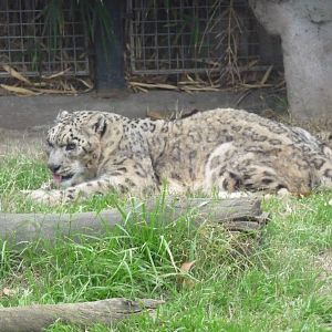 SNOW LEOPARD ZOO DE BUENOS AIRES