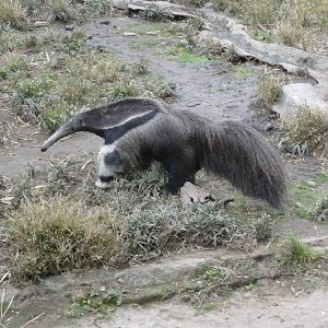 GREAT ANTEATER ZOO DE BUENOS AIRES