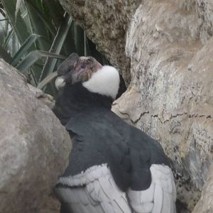 CONDOR ZOO DE BUENOS AIRES