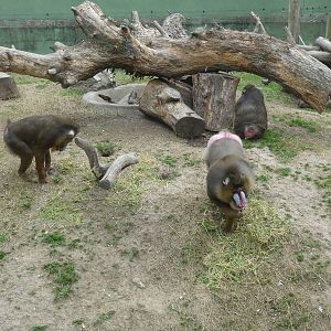 MANDRILL ZOO DE BUENOS AIRES