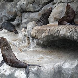 PINNIPEDS ZOO DE BUENOS AIRES