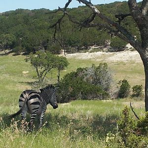 Fossil Rim (July 31st)