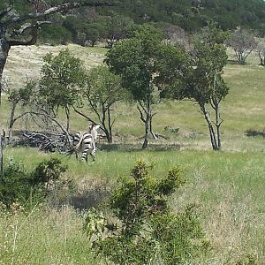 Fossil Rim (July 31st)