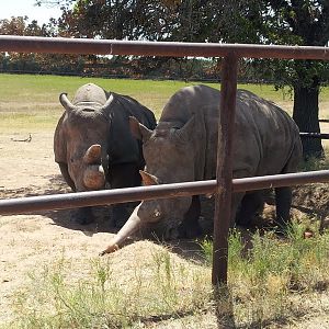 Fossil Rim (July 31st)