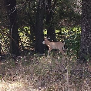 Fossil Rim (July 31st)
