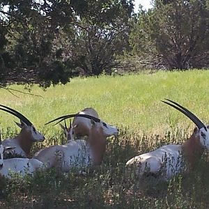 Fossil Rim (July 31st)